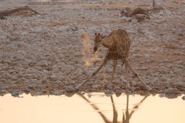 Afrika Namibya 'daki Etoşa Ulusal Parkı' nda zürafa