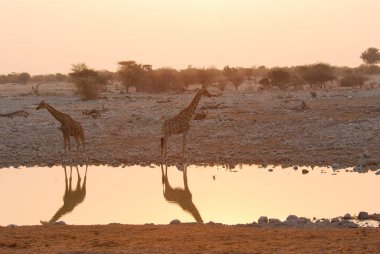 Kenya savanasında zürafa
