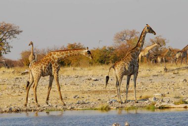 Namibya 'daki savanda bir grup zürafa.
