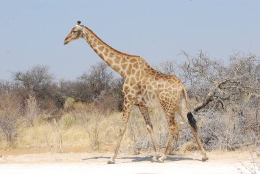 Zürafa, zürafa, zürafa camelopardalis, etosha milli parkı, namibya, Afrika