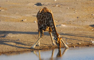 Afrika zürafası Kruger Ulusal Parkı Güney Afrika