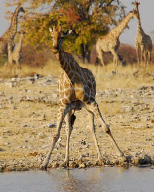 Afrika zürafası, zürafa camelopardalis, su birikintisinde yürüyen Etoşa Ulusal Parkı, Namibya, Afrika