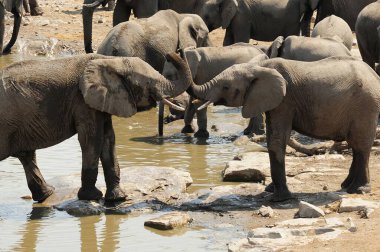 Afrika fili içme suyu