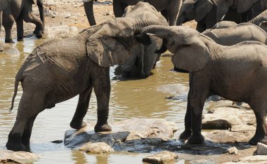 Bir su birikintisinde Afrika fili