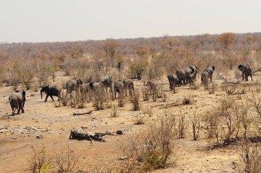 Savannah Afrika filleri