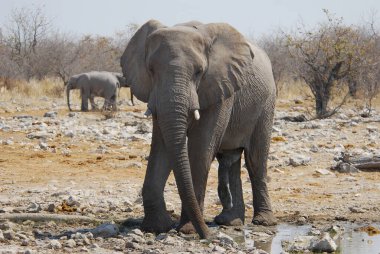 Etoşa Ulusal Parkı, Namibya 'da Afrika fili