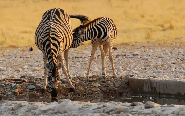 Sudaki bir zebranın yakın plan çekimi.