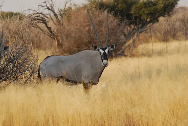 Siyah ve beyaz antiloplar Etoşa Ulusal Parkı, Namibya