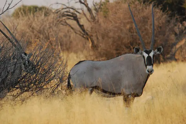 Etoşa Ulusal Parkı 'ndaki siyah ve beyaz antilop (tatachaetus taurinus), namib