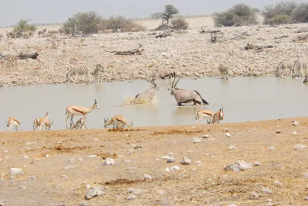 Namibya 'daki Afrikalı desha