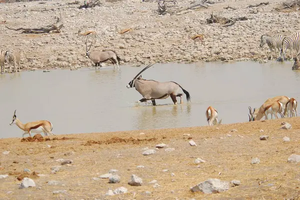 Afrikalı hayvanlar, seçici odaklanma