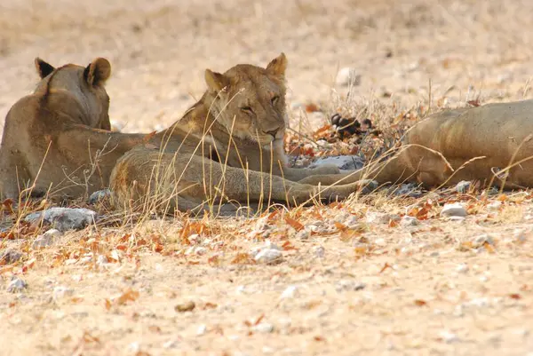 Aslanlar etkin Ulusal Parkı