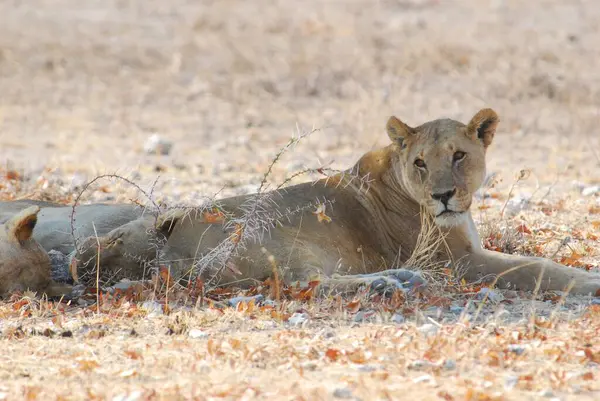 Kenya Ulusal Parkı 'nda yerde yatan aslan.