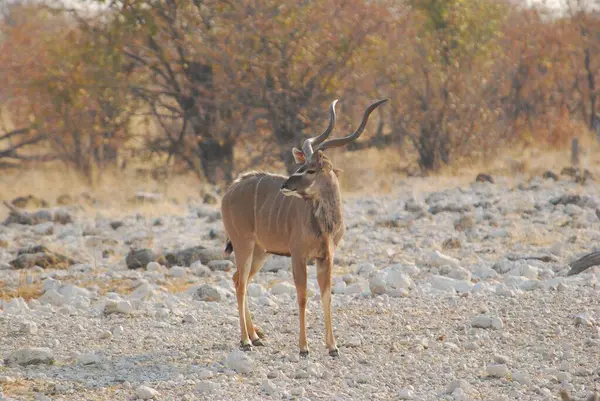 Kenya savanındaki Afrika antilobu.