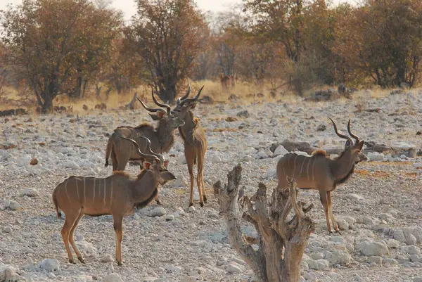 Savanadaki bir grup geyik.