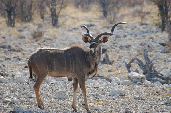 Vahşi Afrika antilopları.