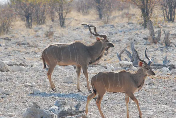 Afrika antilobu, Kruger Ulusal Parkı, Güney Afrika