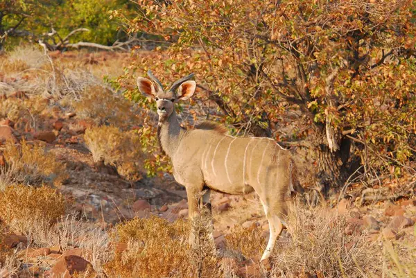 Afrika İmpala 'sı vahşi doğada