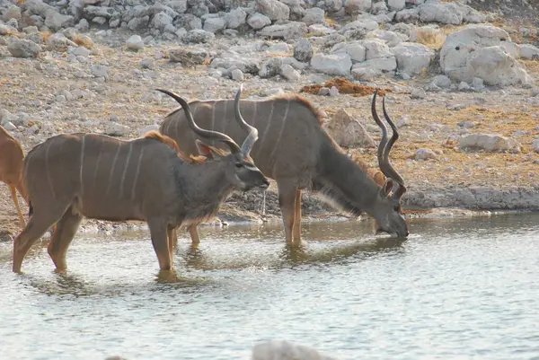 Boğa sudan su içiyor.