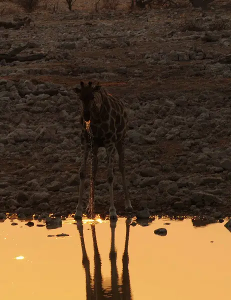 Zürafa suda yürüyor.