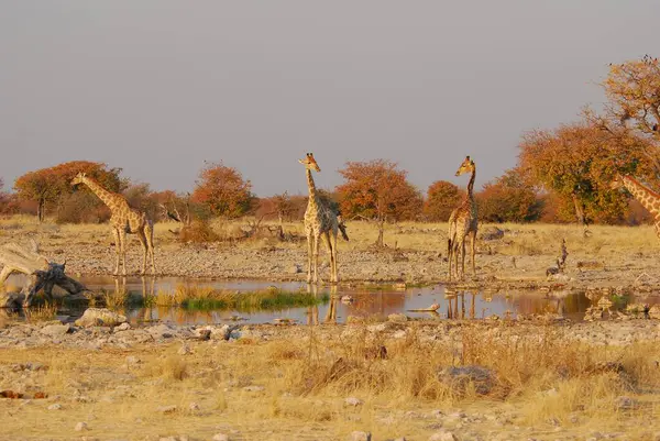 Etoşa Milli Parkı, Namibya 'da Girabras