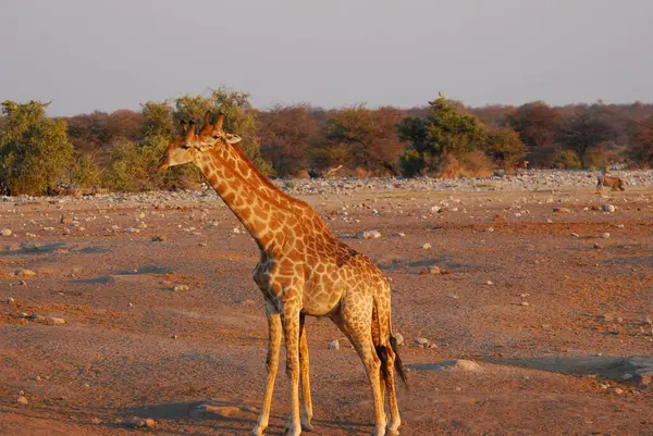Afrika savanasında güzel bir zürafa.