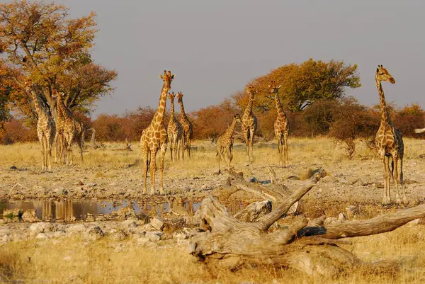 Güzel vahşi yaşam yerleri, etosha