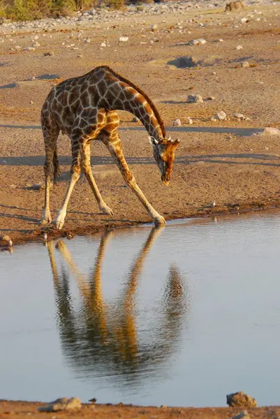 Zürafa su birikintisinde içiyor.