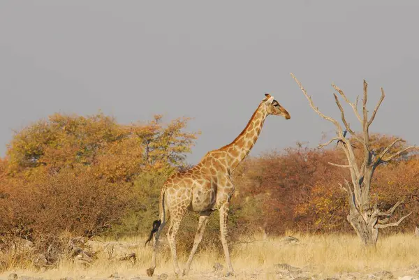 Vahşi doğada zürafa, milli park, Afrika