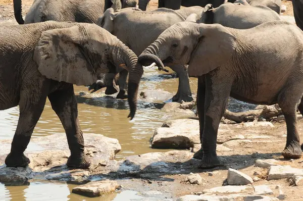 Sudaki su birikintisindeki filler