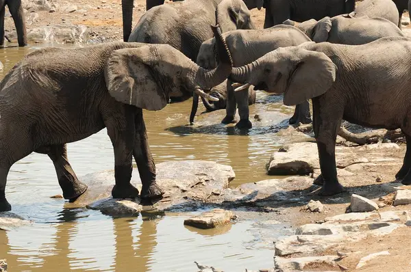 Kenya savanındaki Afrika filleri.