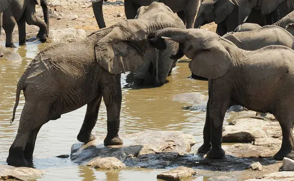 Bir su birikintisinde Afrika fili