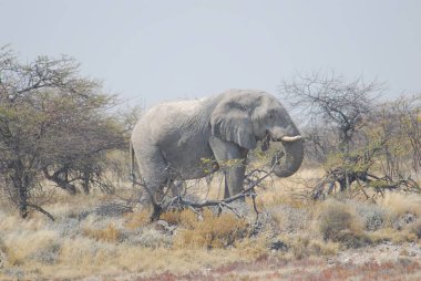 Kenya savanındaki Afrika fili