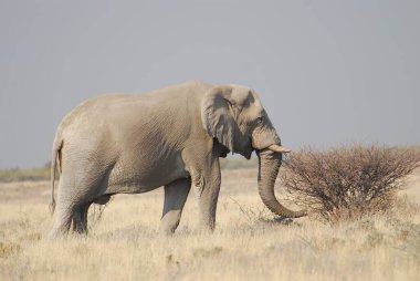 Kenya bozkırında büyük bir fil