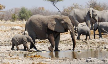 Sudaki fillerin güzel bir görüntüsü.