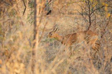 kırmızı geyik doğada, hayvan