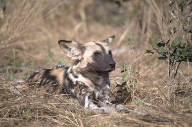 Kruger Ulusal Parkı, Güney Afrika 'da Sırtlan görüldü
