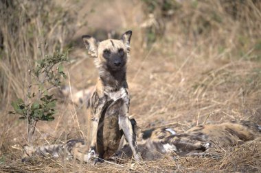 Kruger Ulusal Parkı, Güney Afrika 'da vahşi bir sırtlan.
