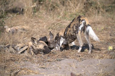 Ormandaki vahşi köpekler