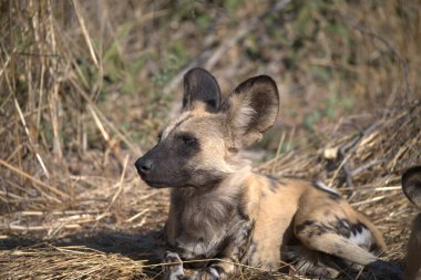 Güney Afrika 'daki Kruger Ulusal Parkı' nda.
