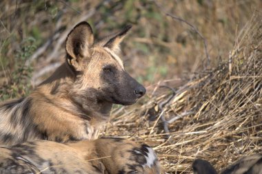 Vahşi Afrika köpeği.