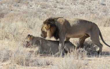 Etoşa Ulusal Parkı 'nda aslan ve aslan yavrusu