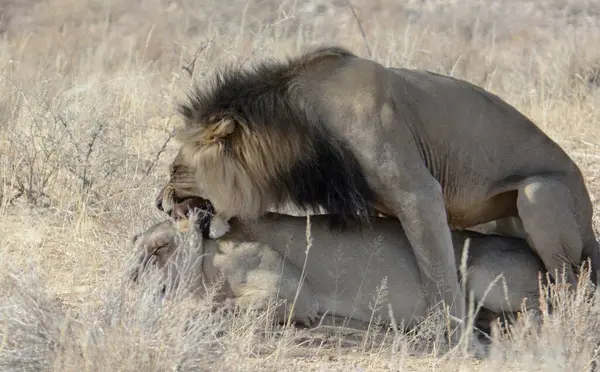 Afrika savanındaki aslan.