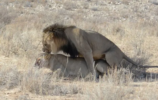 Kalahari çölünde bir erkek aslan ve dişi aslan, namibya. Afrika