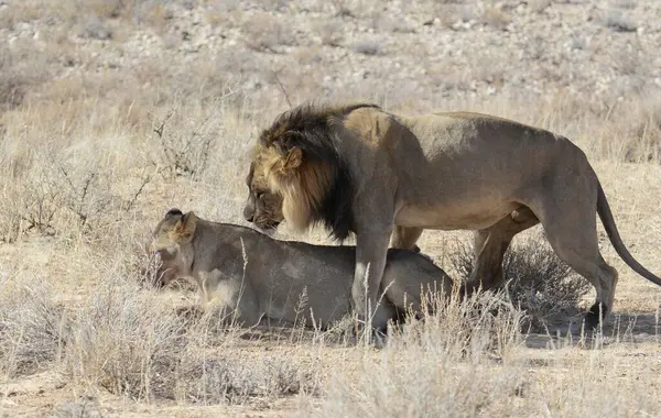 Etoşa Ulusal Parkı 'nda aslan ve aslan yavrusu
