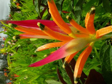 Çiçeklerin Güzel Görüntüsü.