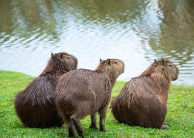 Şirin, kahverengi bir Capybara 'nın yakın çekimi.