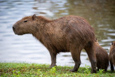 Capybaras bir göl kenarında dinleniyor