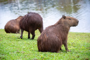 Capybaras bir göl kenarında dinleniyor