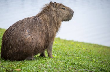 Capybaras bir göl kenarında dinleniyor